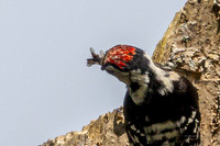 20250531-Matley NF-002