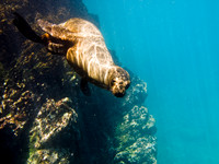 sealion