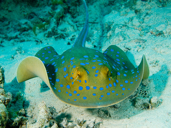 blue spotted ray