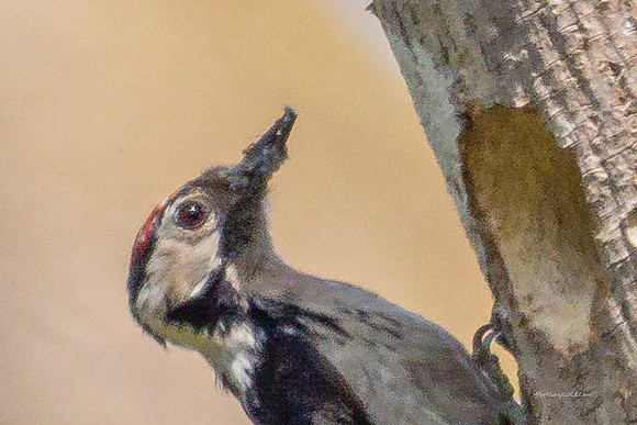 20250531-Matley NF-069