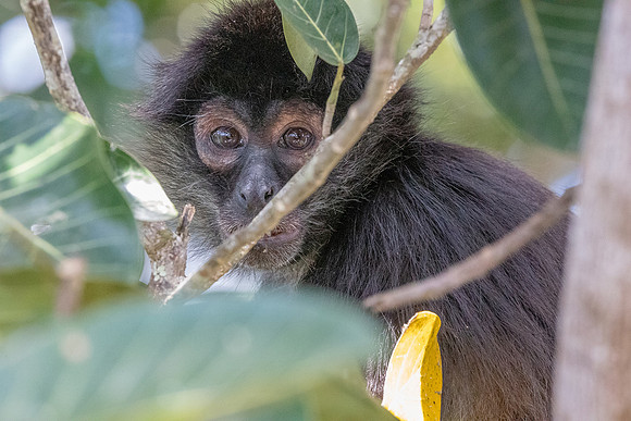 spider monkey