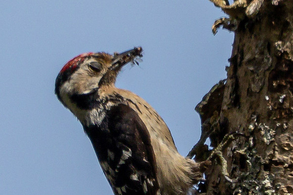 20250531-Matley NF-024
