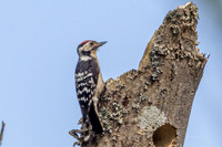 20250531-Matley NF-011