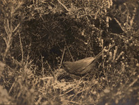 img015-Edit