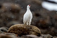 Svalbard Ptarmigan