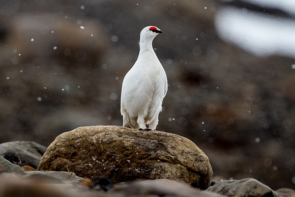 Svalbard Ptarmigan