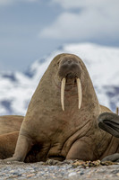 walrus in Svalbard