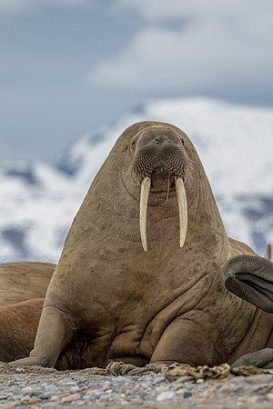 walrus in Svalbard