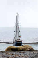 Svalbard Walrus