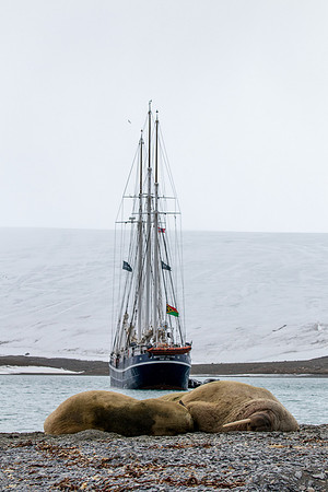 Svalbard Walrus