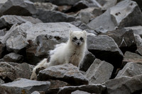 Artic Fox in Svalbard