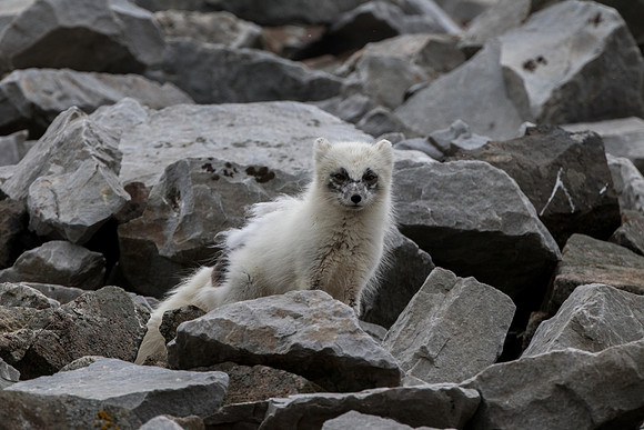 Artic Fox in Svalbard