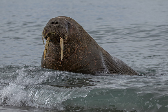 walrus in Svalbard