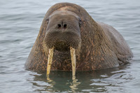 walrus in Svalbard