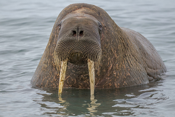 walrus in Svalbard