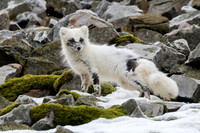 Svalbard Artic Fox
