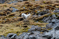 Artic Fox in Svalbard