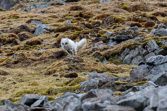 Artic Fox in Svalbard