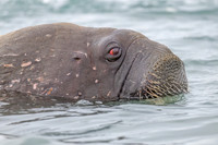 walrus in Svalbard