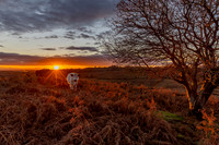 The New Forest