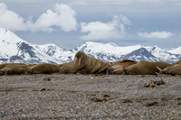 walrus in Svalbard