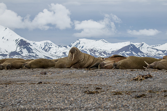 walrus in Svalbard