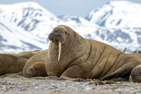 Svalbard Walrus