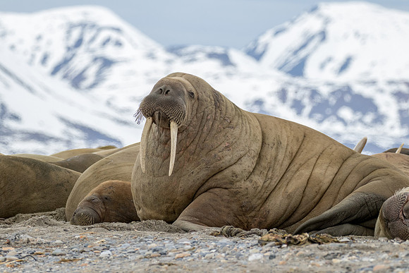 Svalbard Walrus