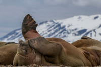 walrus in Svalbard