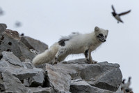 Artic Fox in Svalbard