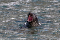 walrus in Svalbard