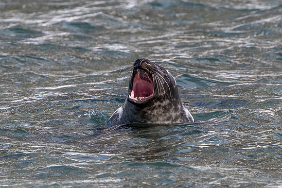 walrus in Svalbard