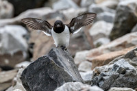 Svalbard little auk
