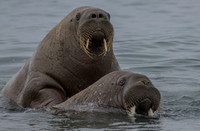 walrus in Svalbard