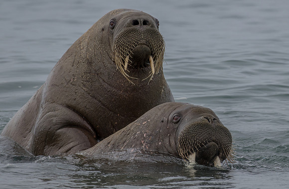 walrus in Svalbard