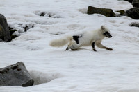 Artic Fox in Svalbard