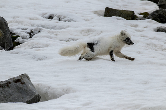 Artic Fox in Svalbard