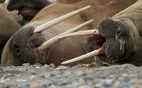 walrus in Svalbard