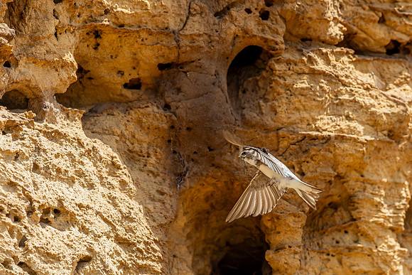 IMG_9333-Edit