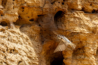IMG_9333-Edit