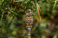 IMG_8934-2-Edit
