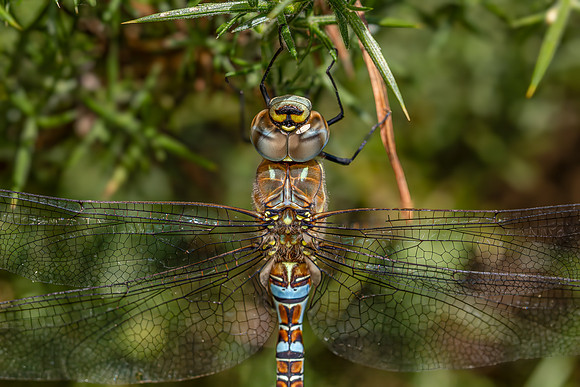 IMG_8934-2-Edit