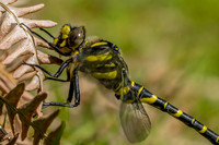 IMG_8250-Edit