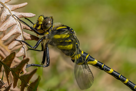 IMG_8250-Edit