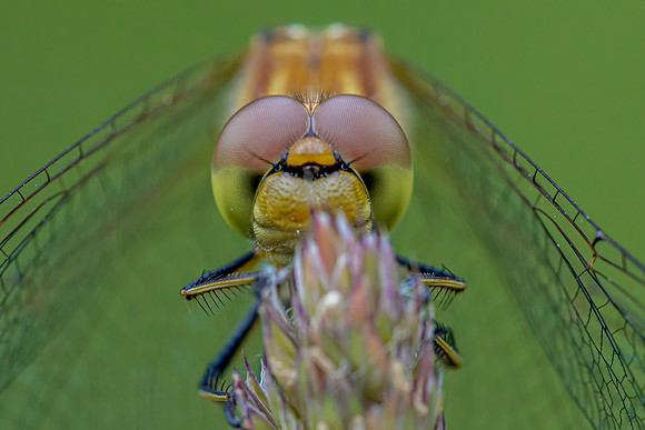 SL5D3133-Edit
