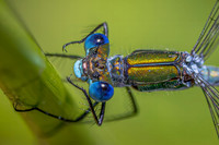 IMG_1950-Edit-Edit-gigapixel-high fidelity v2-2x