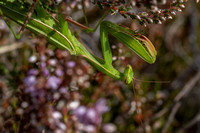 IMG_8579