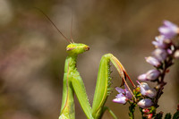 IMG_9929-Edit