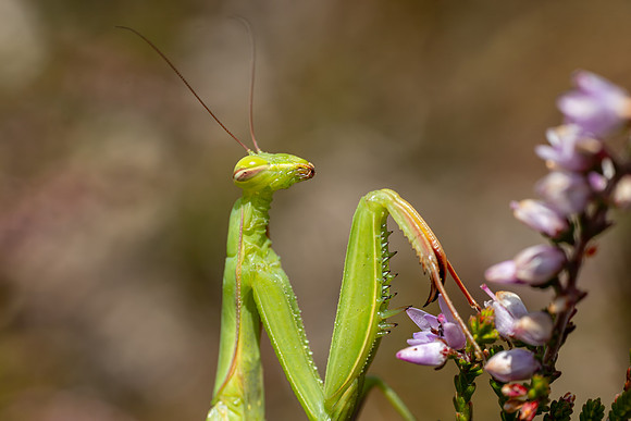 IMG_9929-Edit