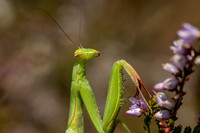IMG_9929